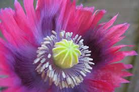 Attēlu rezultāti vaicājumam “Papaver somniferum flower”