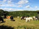 Dairy Farming near Bishop's - via Daymix
