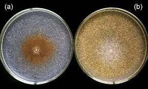 Attēlu rezultāti vaicājumam “Heterobasidion parviporum”