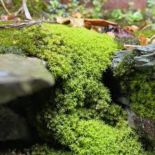 Attēlu rezultāti vaicājumam “Racomitrium canescens”