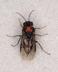 Attēlu rezultāti vaicājumam “Eriocampa ovata larva”