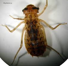 Attēlu rezultāti vaicājumam “Enteridium variabile macro”