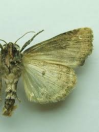 Attēlu rezultāti vaicājumam “Apamea ophiogramma”