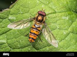 Attēlu rezultāti vaicājumam “Episyrphus balteatus”