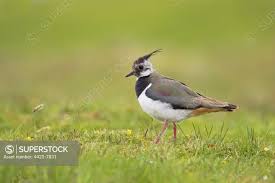 Attēlu rezultāti vaicājumam “Vanellus vanellus adult”