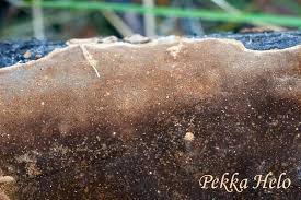 Attēlu rezultāti vaicājumam “Phellinus laevigatus”