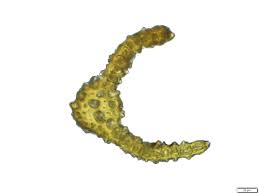 Attēlu rezultāti vaicājumam “Dichodontium pellucidum”