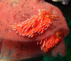 Attēlu rezultāti vaicājumam “Bulbochaete mirabilis”