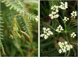 Attēlu rezultāti vaicājumam “Pimpinella saxifraga flower”