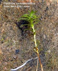 Attēlu rezultāti vaicājumam “Callitriche hermaphroditica”