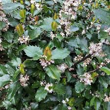 Attēlu rezultāti vaicājumam “Ilex x meserveae”