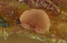 Attēlu rezultāti vaicājumam “Diderma ochraceum spores”