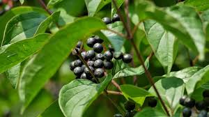 Attēlu rezultāti vaicājumam “Cornus sanguinea fruit”