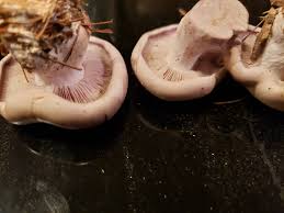 Attēlu rezultāti vaicājumam “Lepista sp.”