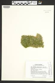 Attēlu rezultāti vaicājumam “Hygroamblystegium tenax”