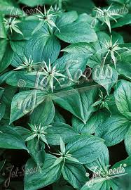 Attēlu rezultāti vaicājumam “Paris quadrifolia”