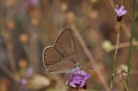 Attēlu rezultāti vaicājumam “Agrodiaetus amandus”