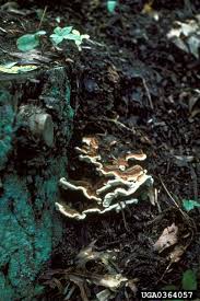 Attēlu rezultāti vaicājumam “Heterobasidion annosum”