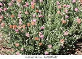 Attēlu rezultāti vaicājumam “Erica tetralix”