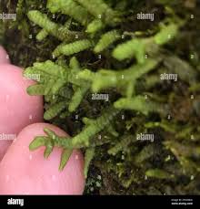 Attēlu rezultāti vaicājumam “Porella platyphylla macro”