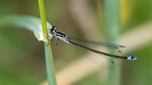Attēlu rezultāti vaicājumam “Coenagrion pulchellum male”