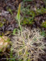 Attēlu rezultāti vaicājumam “Tragopogon pratensis subsp. pratensis fruit”