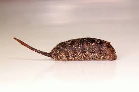 Attēlu rezultāti vaicājumam “Eristalis sp.”