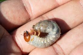 Attēlu rezultāti vaicājumam “Meloe sp. larva”