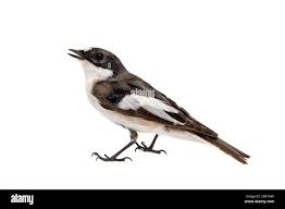 Attēlu rezultāti vaicājumam “Ficedula hypoleuca male”