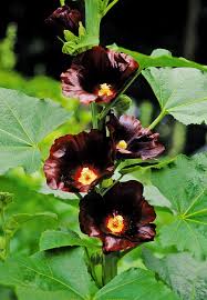Image result for Alcea rosea nigra