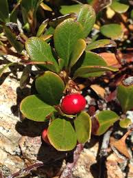 Attēlu rezultāti vaicājumam “Arctostaphylos uva-ursi fruit”