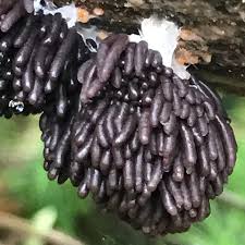 Attēlu rezultāti vaicājumam “Stemonitis sp.”