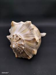 Image result for Sinistrofulgur perversum