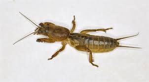 Attēlu rezultāti vaicājumam “Gryllotalpa gryllotalpa”