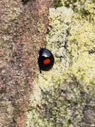 Attēlu rezultāti vaicājumam “Chilocorus renipustulatus”