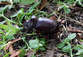 Attēlu rezultāti vaicājumam “Oryctes nasicornis male”