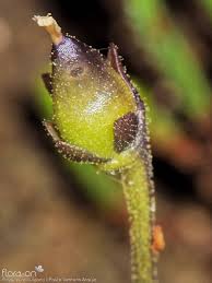 Attēlu rezultāti vaicājumam “Pinguicula vulgaris fruit”