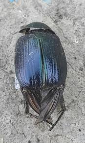 Attēlu rezultāti vaicājumam “Anomala dubia”