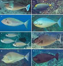 Image result for Naso hexacanthus