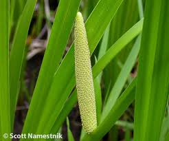 Attēlu rezultāti vaicājumam “Acoraceae”