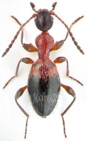 Attēlu rezultāti vaicājumam “Anthicidae”