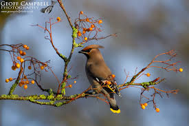 Attēlu rezultāti vaicājumam “Bombycilla garrulus”