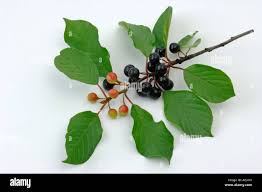 Attēlu rezultāti vaicājumam “Frangula alnus”