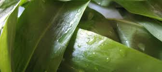 Attēlu rezultāti vaicājumam “Allium ursinum leaf”