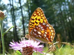 Attēlu rezultāti vaicājumam “Argynnis adippe”