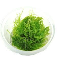 Attēlu rezultāti vaicājumam “Leptodictyum riparium sporophyte”