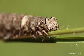 Attēlu rezultāti vaicājumam “Catocala sponsa”