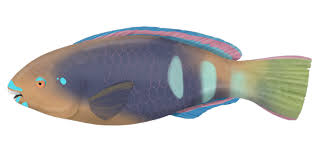 Image result for Scarus zelindae