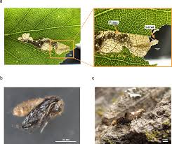 Attēlu rezultāti vaicājumam “Eriocraniidae”