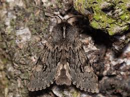 Attēlu rezultāti vaicājumam “Brachionycha nubeculosa”